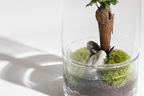 Green Factory – Jungle Tower Medium – Composición vegetal viva y autónoma – Terrario de cristal de 28,5 cm de alto + cordones microcarpa + espumas + grava + tierra