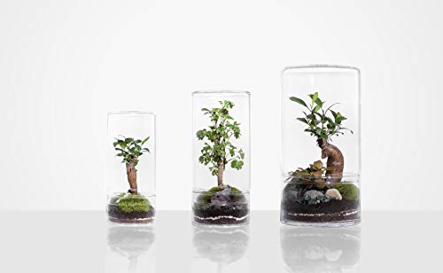 Green Factory – Jungle Tower Medium – Composición vegetal viva y autónoma – Terrario de cristal de 28,5 cm de alto + cordones microcarpa + espumas + grava + tierra