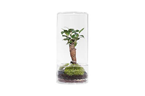 Green Factory – Jungle Tower Medium – Composición vegetal viva y autónoma – Terrario de cristal de 28,5 cm de alto + cordones microcarpa + espumas + grava + tierra