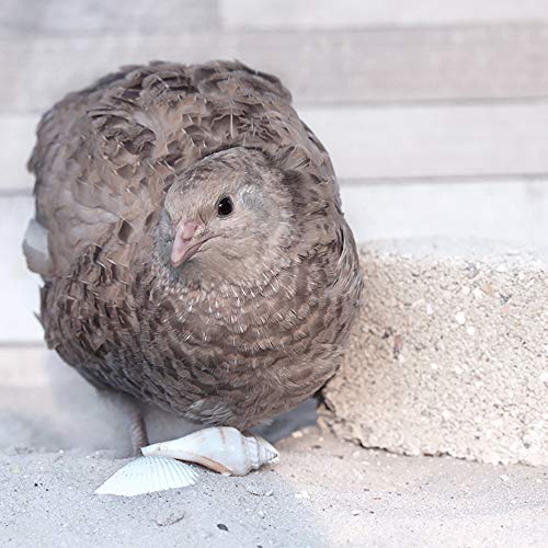 Gritstein 1 kg – Alimento mineral probado para codornices, aves de corral y pájaros – ahora nuevo con fórmula mejorada