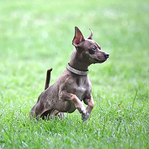 haoyueer Collar de perro con diamantes de imitación, bonito y deslumbrante suave de ante y suave para perro, gato, collar de diamantes de imitación de cristal para mascotas (M, rosa caliente)