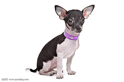 Haoyueer Collar de perro con diamantes de imitación de corona de diamantes de imitación de cristal de piel sintética para mascotas y gatos (S, rosa caliente)