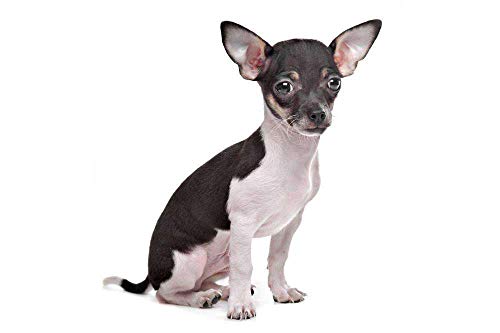 haoyueer Collar de piel sintética con diamantes de imitación para mascotas, gatos, perros, cachorros, etc. (M, azul)