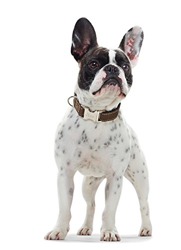 Hunter 63868 00006 Collar de Caza Talla Cuero Nobuck, S, Oliva