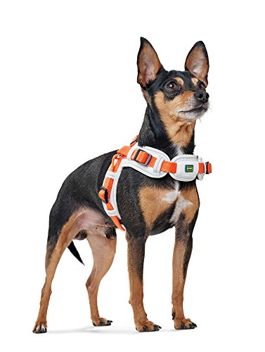 HUNTER Vario Quick - Arnés de Neopreno (pequeño, 45-55 cm, 15 mm), Color Naranja y Crema