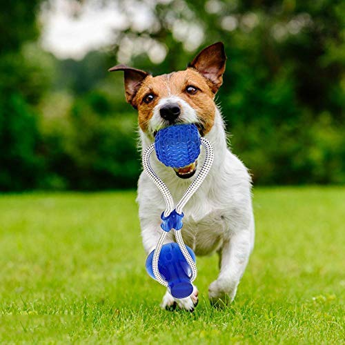 INTVN Juguetes para morder para Perros, Juguete Multifuncional para mordedura de Molar para Mascotas Juguete de Bola de Perro de Estilo de Ventosa Resistente a la masticación (Azul)