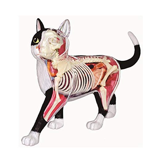 JL 4D Anatomía Animal Gato Blanco y Negro Anatomía del Órgano 28 Partes de Órganos, Juguete de Ensamblaje de Inteligencia Modelo de Pantalla Una Clínica de Mascotas