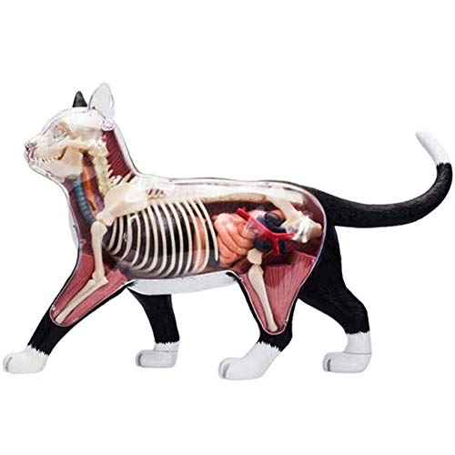 JL 4D Anatomía Animal Gato Blanco y Negro Anatomía del Órgano 28 Partes de Órganos, Juguete de Ensamblaje de Inteligencia Modelo de Pantalla Una Clínica de Mascotas