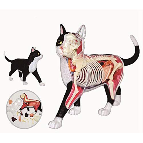 JL 4D Anatomía Animal Gato Blanco y Negro Anatomía del Órgano 28 Partes de Órganos, Juguete de Ensamblaje de Inteligencia Modelo de Pantalla Una Clínica de Mascotas