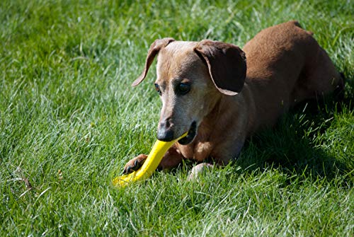Jolly Pets Hueso TPE Juguete para Perro, 16 cm, Amarillo