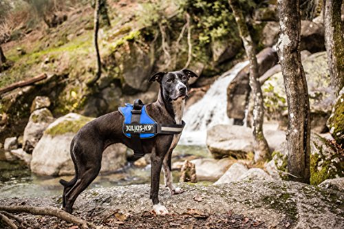 JULIUS-K9 IDC Power Arnés para Perros, Azul, Talla 1, 1 Unidad