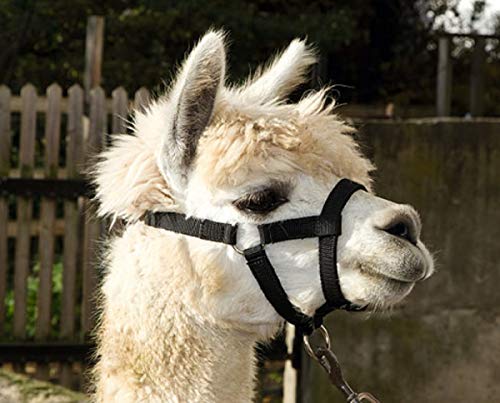 Kerbl Alpaka 27196 - Cabestro de Alpaca (Nailon, Ajustable), Color Azul