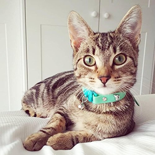 Kittyrama Visto en Vogue. Collar para Gato Meadow Galardonado 'Cat Friendly'