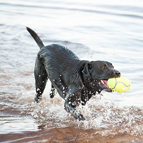KONG - AirDog Squeaker Dumbbell - Juguete sonoro y saltarín, Tejido Pelota de Tenis - para Perros Grandes