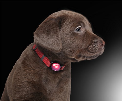 LED pediente Luminoso de Silicona Collar de Perro LED en el Color Rosa de la Marca PRECORN