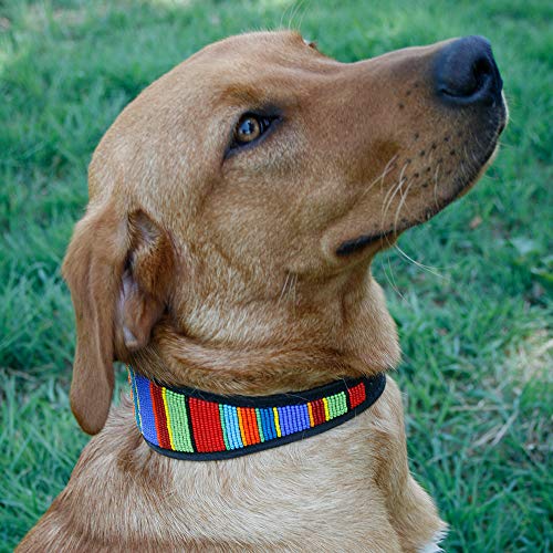 Malulu Digo Lurcher - Collar para Perro (tamaño Mediano)