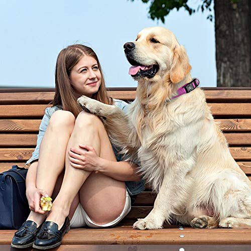 MASBRILL Collar de Perro Duradero y Reflectante, Ajustable Collar para Perros Grandes o Pequeños, Fabricado de Nylon con Suave Acolchado (Morado S)