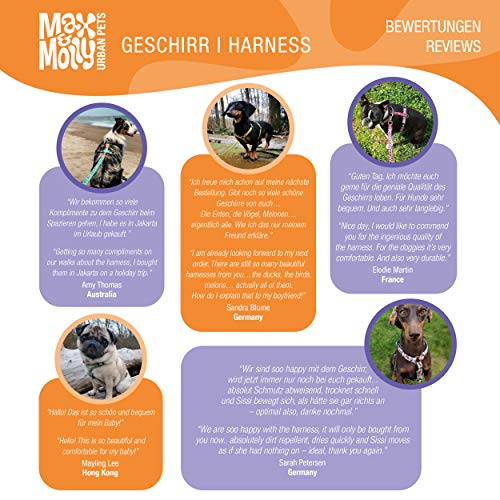MAX & Molly Arnés para Perros, Acolchado, Neopreno, Muy Seguro y cómodo, Ajustable y fácil de Usar, Cebra