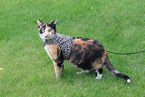 mynwood Cat chaqueta/arnés de guepardo adulto Gato – Escape prueba