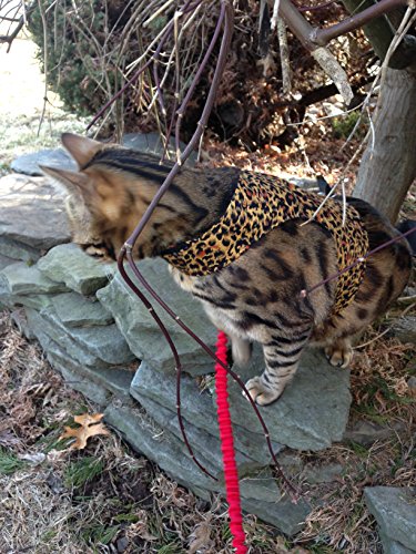 mynwood Cat chaqueta/arnés de guepardo adulto Gato – Escape prueba