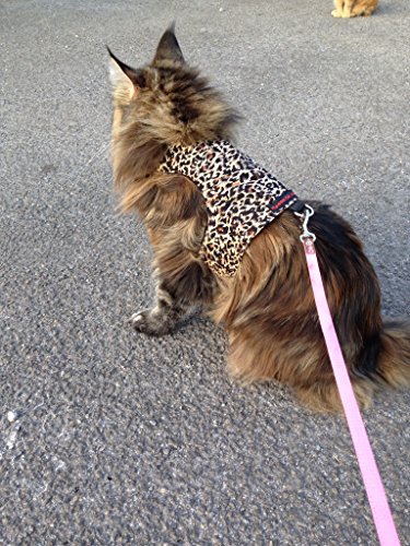 mynwood Cat chaqueta/arnés de guepardo adulto Gato – Escape prueba