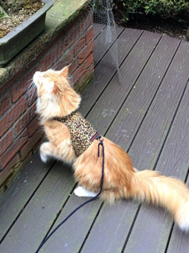 mynwood Cat chaqueta/arnés de guepardo adulto Gato – Escape prueba