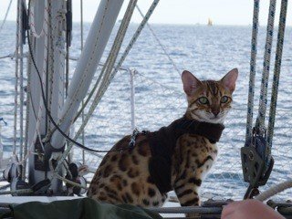 Mynwood Cat Jacket /Arnés de forro polar chocolate adulto gato