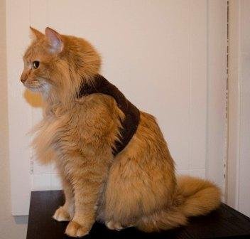 Mynwood Cat Jacket /Arnés de forro polar chocolate adulto gato