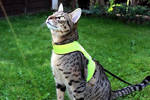 Mynwood Cat Jacket /Arnés Gato adulto de alta visibilidad - Prueba de escape