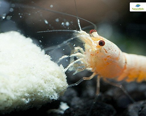 NatureHolic - Pienso mineral para gambas, 30 g