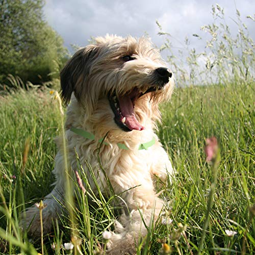Nutrani Garrapatas Collar para Perros | Tamaño Ajustable y Resistente al Agua – Protección fiable contra garrapatas, Mosquitos, pulgas, ácaros y Larvas – Protección Duradera hasta 8 Meses