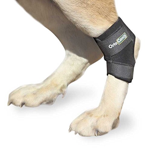 Ortocanis - Soporte de Tarso para Perros - para artrosis en Tarso, lesión de ligamentos o inflamaciones articulares tendinosas - Talla S