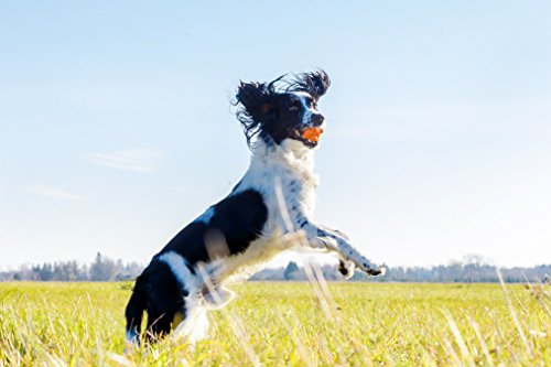 PlayfulSpirit Pelota de Goma Resistente y con Rebote: Juguete de Masticar para Cachorros en Dentición, Juguete Impresionante para Perros más Pequeños y Medianos para Jugar, Lanzar y Atrapar