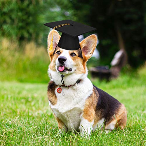 POPETPOP Mascota Dr. Gorra Personalizada Divertida Gato Cosplay Sombrero Cachorro Doctor Sombrero Perro Graduación Gorra Animal Juguete Gorra para Cachorro Perro Mascota