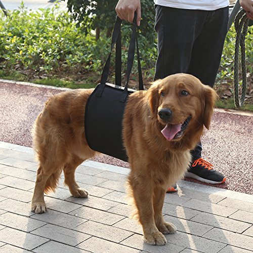 Portable Perro Levantamiento Arnés de Apoyo - Perro Ayuda con Piernas Delanteras o Traseras Débiles Levántate Camina y Mascotas Heridas o Ancianas (Tamaño: XL)