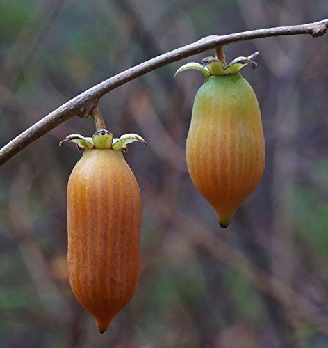 Portal Cool 5 Semillas Matatabi (Actinidia polygama) Semillas de plata Vigne T98 de plata de la vid