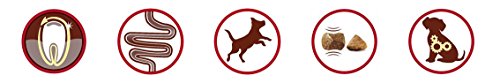 Purina ONE MINI Active Pienso para Perro Adulto Pollo y Arroz 6 x 1,5 Kg