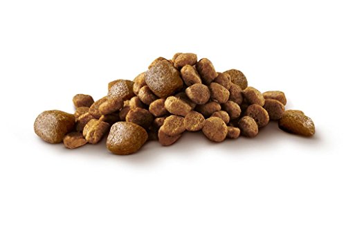 Purina ONE MINI Active Pienso para Perro Adulto Pollo y Arroz 8 x 800 g