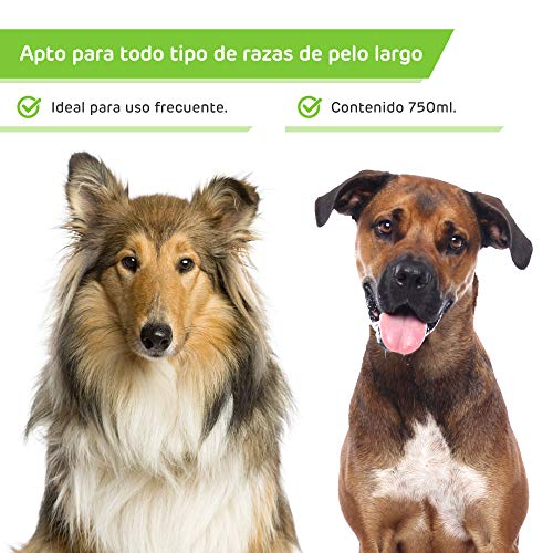 RC ocio Champu Perros Aloe Vera Natural Piel Sensible atopica champú para Combatir la Dermatitis, picores, picor, picaduras de Insectos. para Pelo Blanco, Negro y Marron/Shampoo Uso frecuente