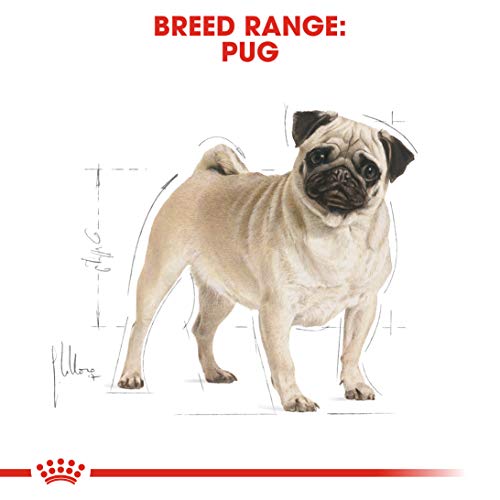 Royal Canin Pug Comida para Perros Adultos, 1 Libra