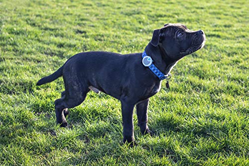 Sure Petcare Animo - Monitor de Comportamiento y Actividad para Perros