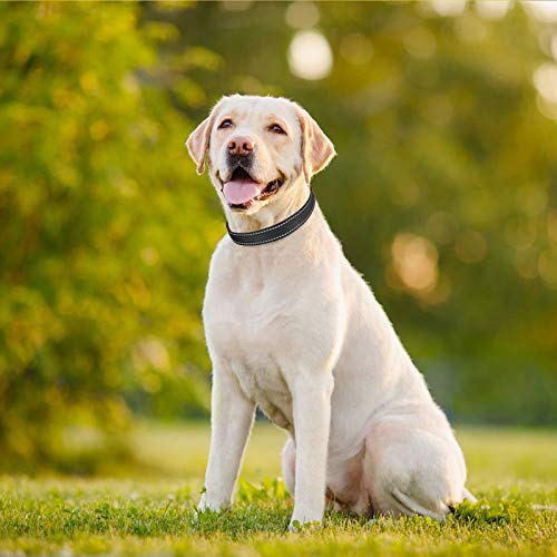 TagME Collar Perro Ajustable,Collar Nylon Reflectante,para Caminar Correr Entrenamiento,para Perros Grandes,Negro,2.5cm De Ancho