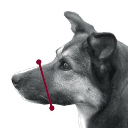 TRIXIE Bozal plástico, Cintas ajuste Nylon, L, 26 cm, Negro, Perro