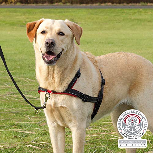 Trixie Lead'n'Walk - Collar con arnés para pequeño Animal (Talla M-L)