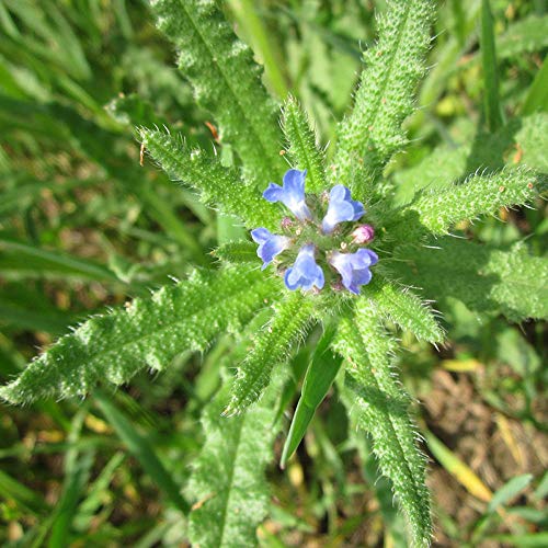 XINDUO Mezcla Semillas Ornamentales,Sembrando Semillas de Flores de Bugloss en cápsulas Four Seasons-100,Ornamentales Semillas