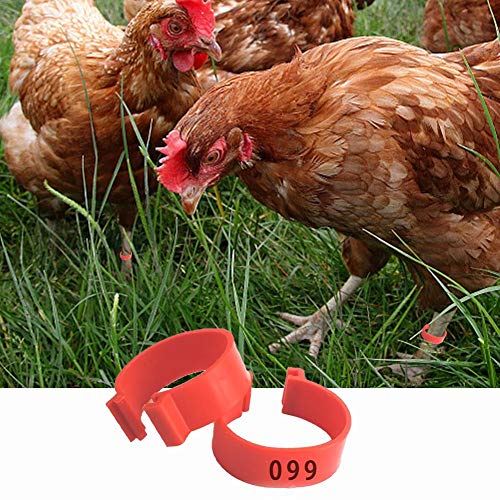 100 bandas de identificación de pollo para patas, gallinas, gomas para patas de aves de corral, gomas para patas de pato, anillos de clip, marcadores de número para pájaros, gamefowl pavo pato