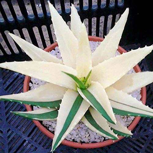 100 semillas de aloe vera raras suculentas de hierbas balcón jardín en maceta bonsái planta bonita pantalón semillas de colores surtidos semillas de aloe vera #