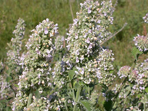 50 gr Semillas de Hierbas para Gatos, menta gatuna (Nepeta Cataria)