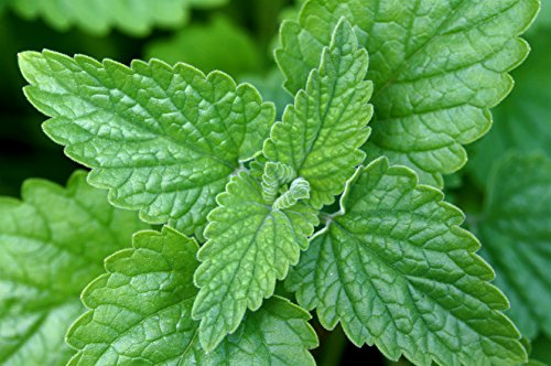 50 gr Semillas de Hierbas para Gatos, menta gatuna (Nepeta Cataria)