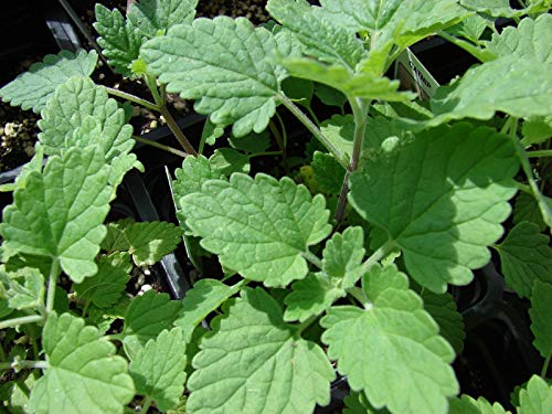 50 gr Semillas de Hierbas para Gatos, menta gatuna (Nepeta Cataria)